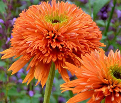 Coneflower Echinacea ( Orange ) x1 Bulb-Tuber