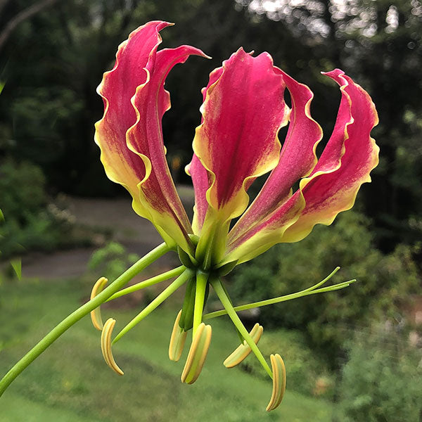 Gloriosa ( Octopus ) x1 Bulb-Tuber