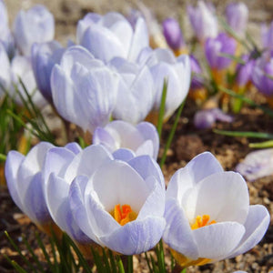 Crocus ( White-Blue ) x10 Bulb-Tuber