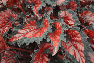 Begonia ( Volcano ) x2 Bulb-Tuber