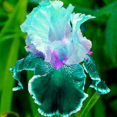 Canna Lily ( Ghost Soul )  x1 Bulb-Tuber