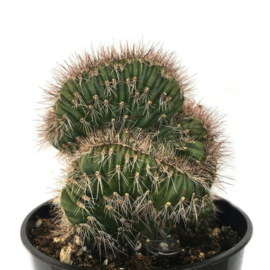 Stenocereus Hollianus Cristata (25 Seeds) Cacti Venezuela