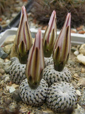 Turbinicarpus pseudopectinatus (30 Seeds) Cacti Mexico