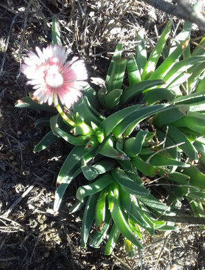 Acrodon bellidiflorus (20 Seeds) South Africa