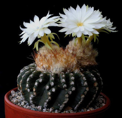 Discocactus horstii (30 Seeds) Cacti