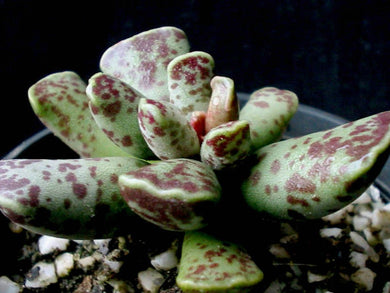 Adromischus cooperi (25 Seeds) South Africa