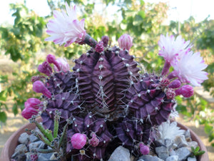 Gymnocalycium Mihanovichii (10 Seeds) Cacti