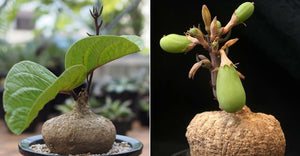 Adenia goetzei (5 Seeds) Caudex アデニア Tanzania