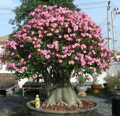 Adenium arabicum (5 Seeds) Caudex Yemen