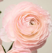 Load image into Gallery viewer, Ranunculus Tiara 5 Bulb-Tuber