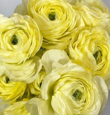 Ranunculus Gvendoline 5 Bulb-Tuber