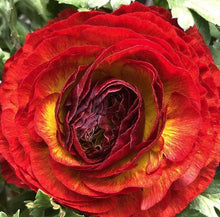 Load image into Gallery viewer, Ranunculus Minerva 5 Bulb-Tuber