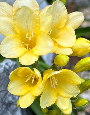 Freesia Lionella 5 Bulb-Tuber