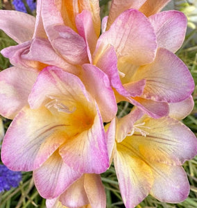 Freesia Lucky Girl 5 Bulb-Tuber