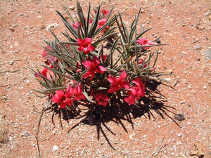 Adenium oleifolium (5 Seeds) Namibia