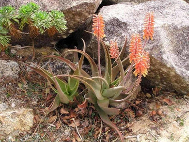 Aloe perryi (10 Seeds) Socotra