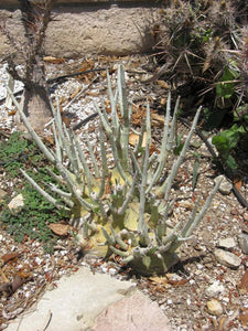 Adenia pechuelii 5 Seeds Caudex アデニア Namibia