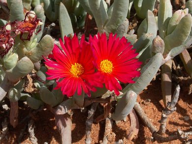 Cephalophyllum alstonii 10 seeds Cacti