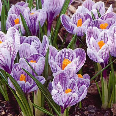 Crocus ( Purple View ) x10 Bulb-Tuber