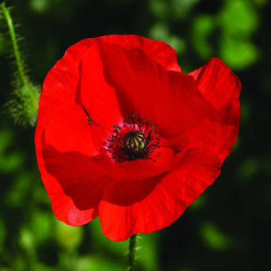 Poppy ( Red ) x1 Bulb-Tuber