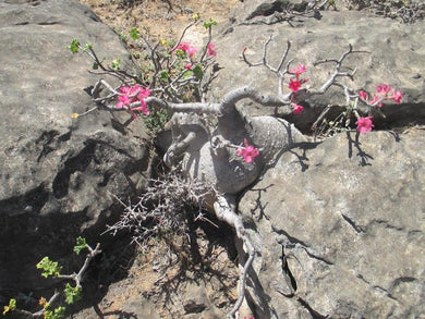 Adenium Dhofarense (5 Seeds) Caudex Yemen