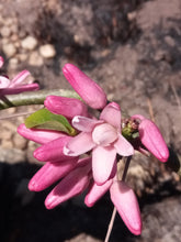 Load image into Gallery viewer, Adenia densiflora (5 Seeds) Caudex アデニア Madagascar