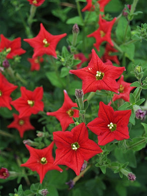 Petunia exserta 100 Flowers Seeds