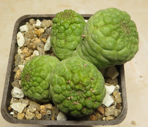 Trichocaulon cactiforme 7 seeds Cacti Namibia