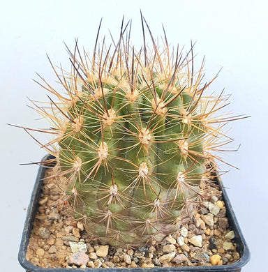 Eriosyce villosa var. polyraphis LIVE PLANT #65443 For Sale