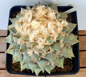 Ariocarpus retusus scapharostroides LIVE PLANT #09663 For Sale