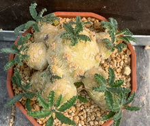 Load image into Gallery viewer, DORSTENIA WASHRANII LIVE PLANT #07553 For Sale