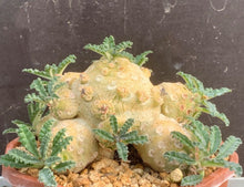 Load image into Gallery viewer, DORSTENIA WASHRANII LIVE PLANT #07553 For Sale