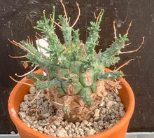 Load image into Gallery viewer, EUPHORBIA DECEPTA LIVE PLANT #05673 For Sale