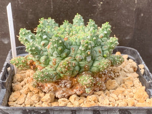 EUPHORBIA SUPERSSA LIVE PLANT #4533For Sale