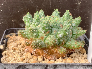 EUPHORBIA SUPERSSA LIVE PLANT #4533For Sale