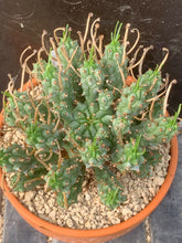 Load image into Gallery viewer, EUPHORBIA PENTOPS LIVE PLANT #8553 For Sale