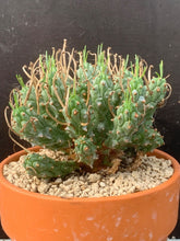 Load image into Gallery viewer, EUPHORBIA PENTOPS LIVE PLANT #8553 For Sale