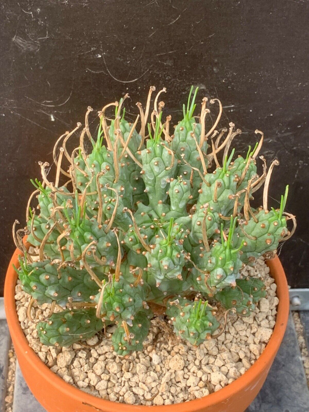 EUPHORBIA PENTOPS LIVE PLANT #8553 For Sale