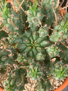 EUPHORBIA PENTOPS LIVE PLANT #8553 For Sale