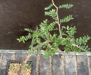 COMMIPHORA MONSTROSA LIVE PLANT #0675 For Sale