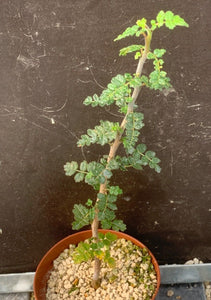 COMMIPHORA PLANIFRONS LIVE PLANT #673 For Sale