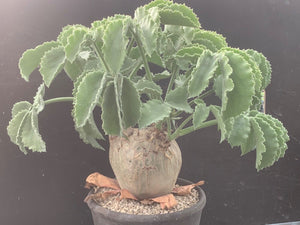 CYPHOSTEMMA UTER V MACROCARPUS LIVE PLANT #05343 For Sale