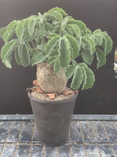 Load image into Gallery viewer, CYPHOSTEMMA UTER V MACROCARPUS LIVE PLANT #05343 For Sale