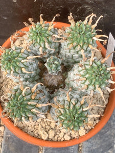 EUPHORBIA RAMIGLANS LIVE PLANT #6756 For Sale