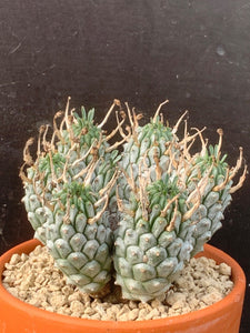 EUPHORBIA RAMIGLANS LIVE PLANT #6756 For Sale