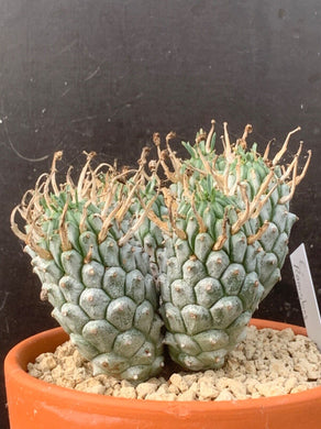 EUPHORBIA RAMIGLANS LIVE PLANT #6756 For Sale