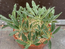 Load image into Gallery viewer, DORSTENIA LAVRANII LIVE PLANT #675 For Sale