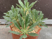 Load image into Gallery viewer, DORSTENIA LAVRANII LIVE PLANT #675 For Sale