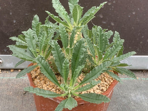 DORSTENIA LAVRANII LIVE PLANT #675 For Sale