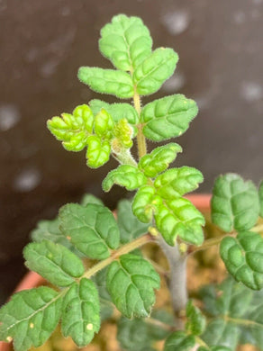 COMMIPHORA PLANIFRONS LIVE PLANT #1293 For Sale